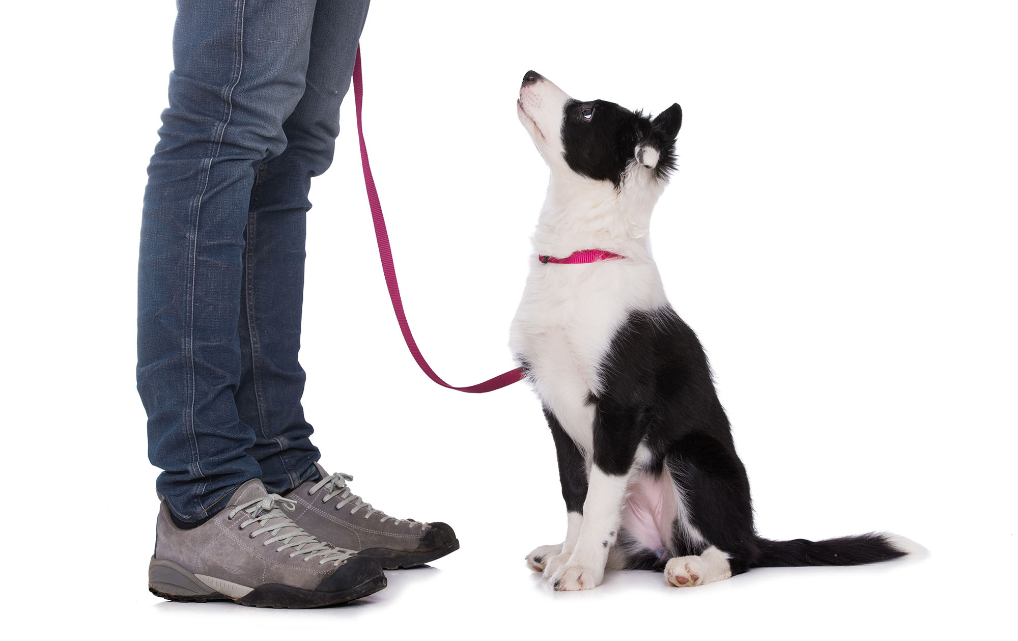border-collie-training-services-border-collie-behaviourist