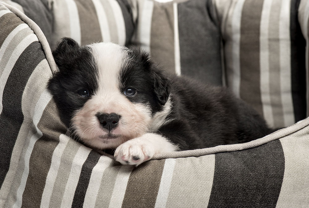 border collie crate training