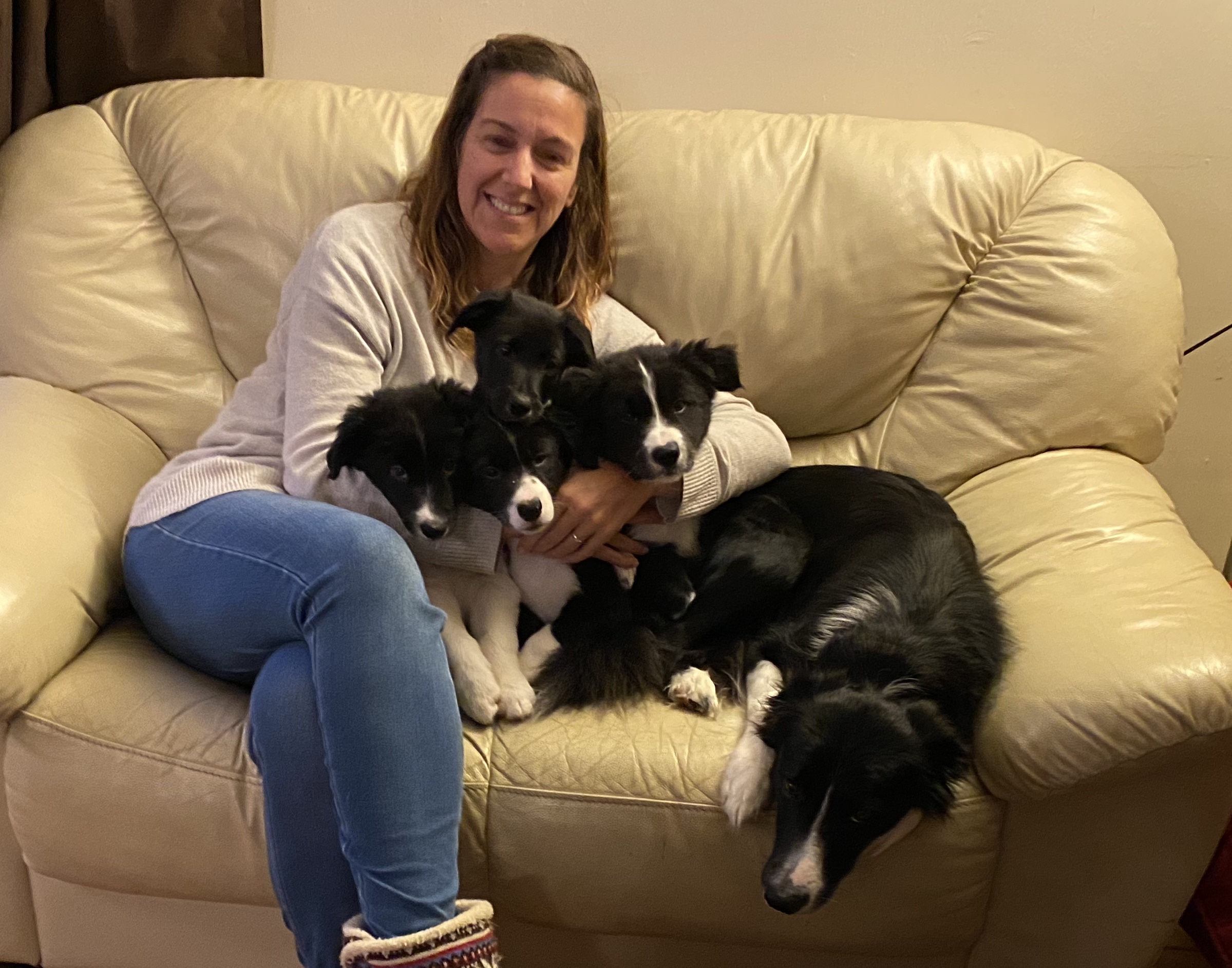 training your border collie puppy