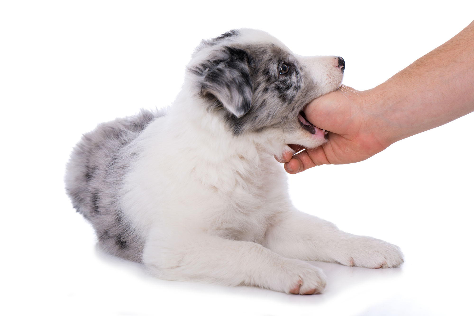 Border Collie Puppy Biting - The Collie Consultant