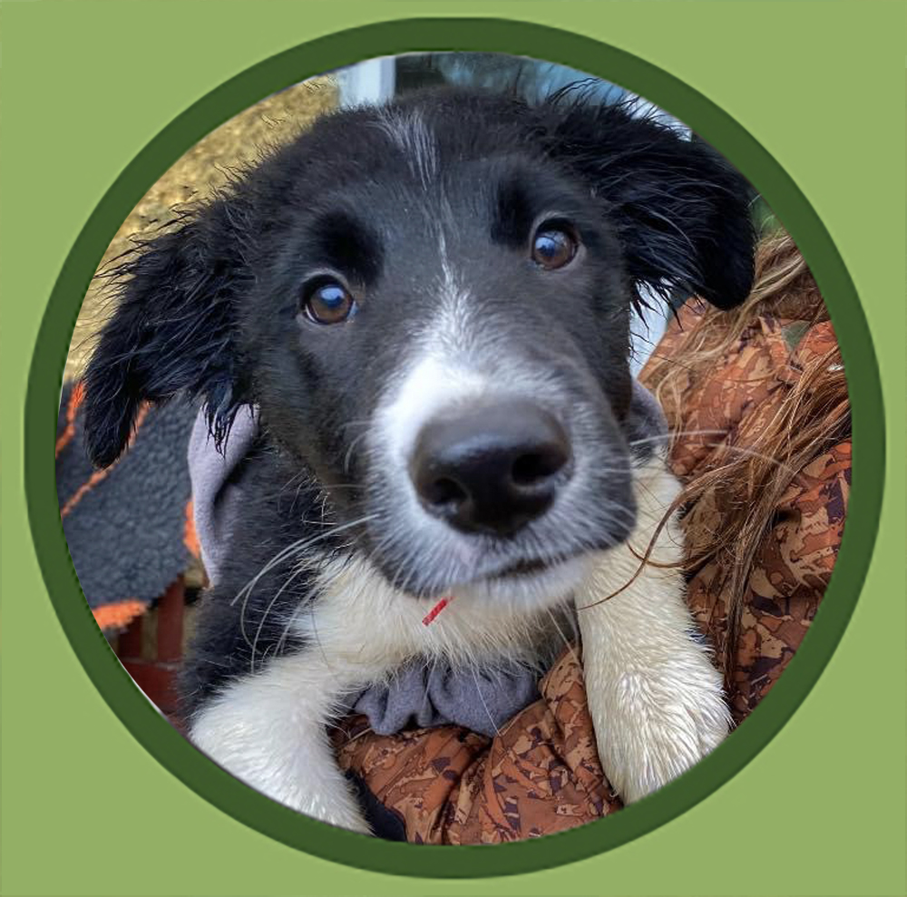 Border collie puppy training customers