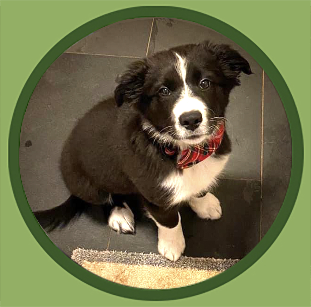 border collie puppy training customers