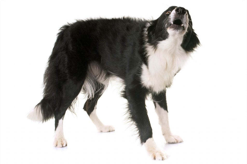 border collie barking