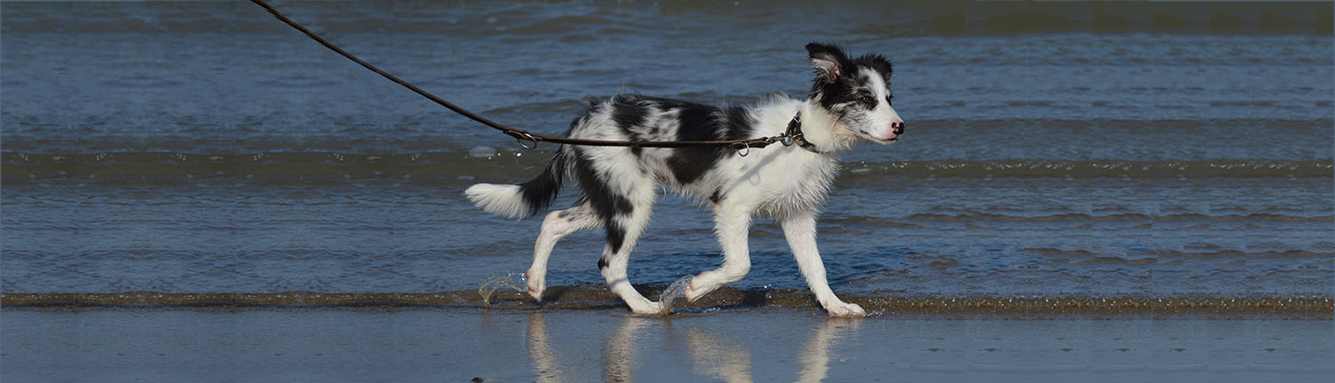 Border collie 2025 pulling on lead