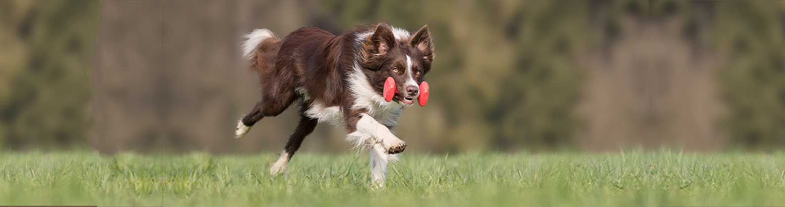 obedience training border collies