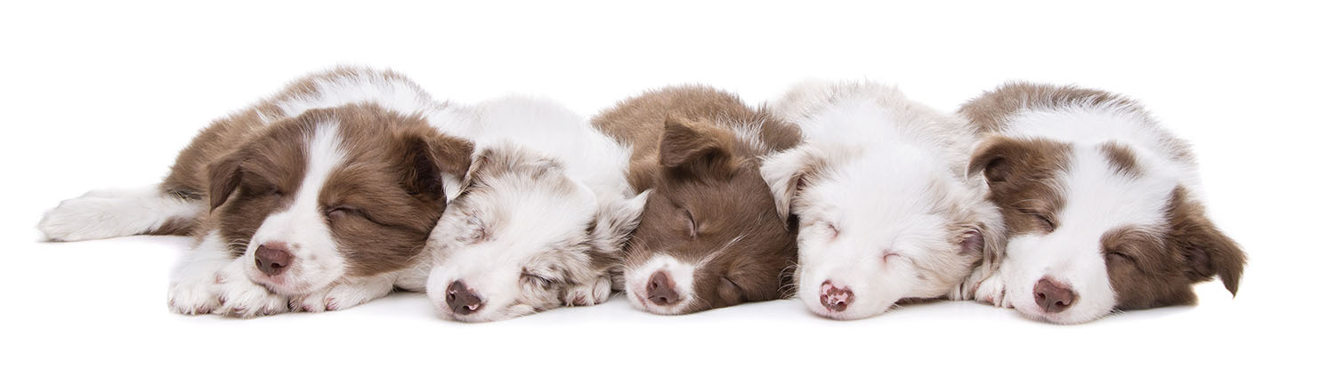 Border collie sale crate training