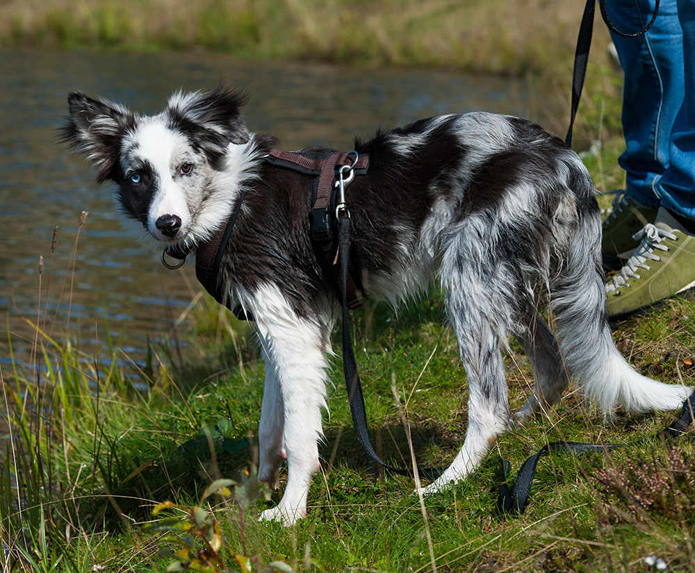 Border collie lead training