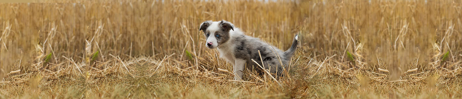 border collie house training