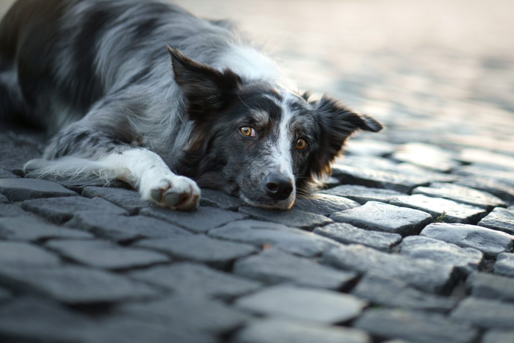 border collie chasing cars