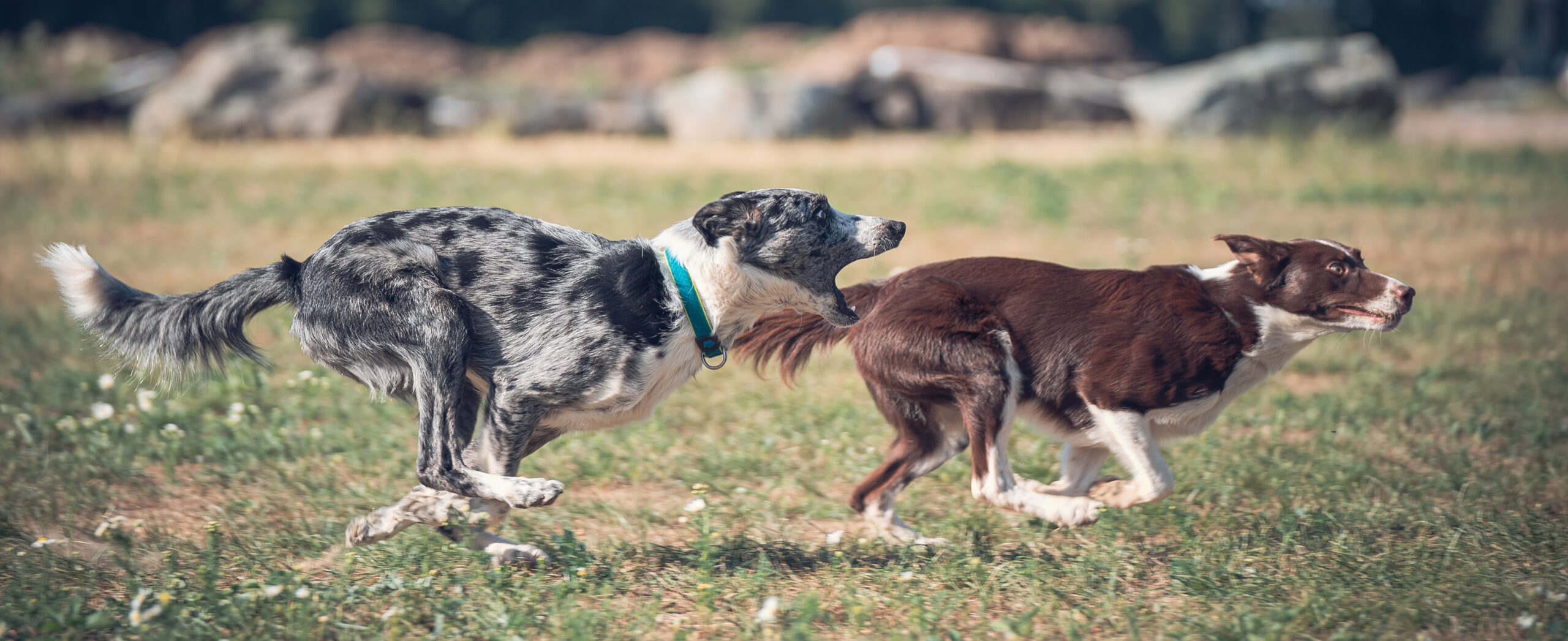 prevent border collie chasing