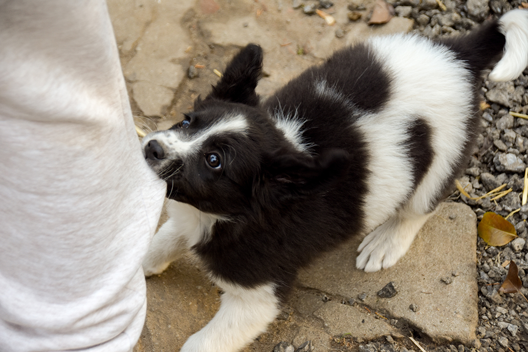 training a border collie puppy not to bite