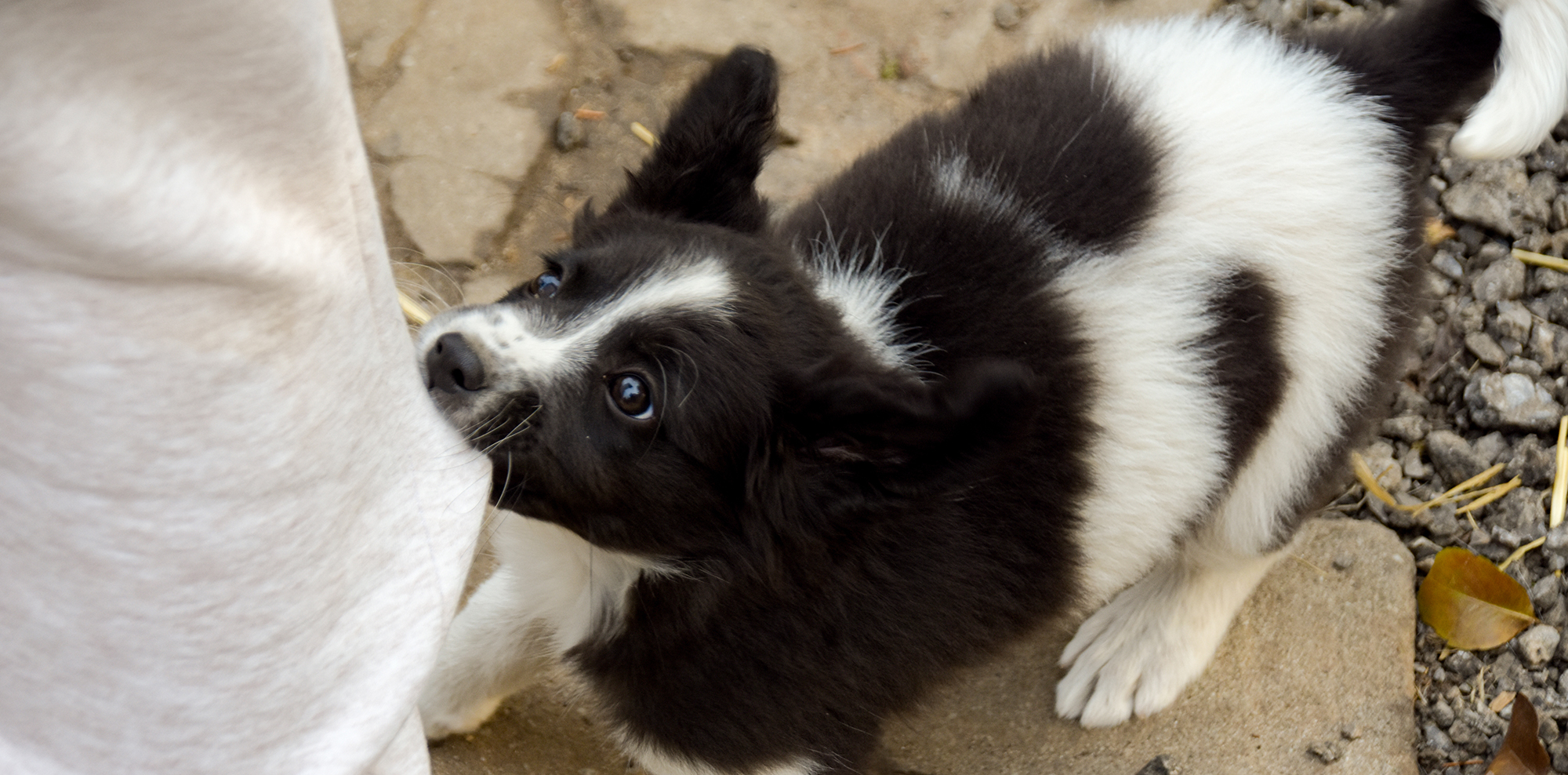 training a border collie puppy not to bite