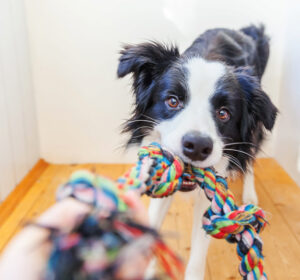 training a border collie puppy to tug