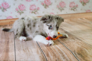 border collie guarding a toy