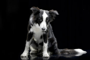border collie looking anxious