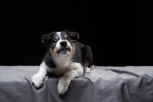 border collie snarling