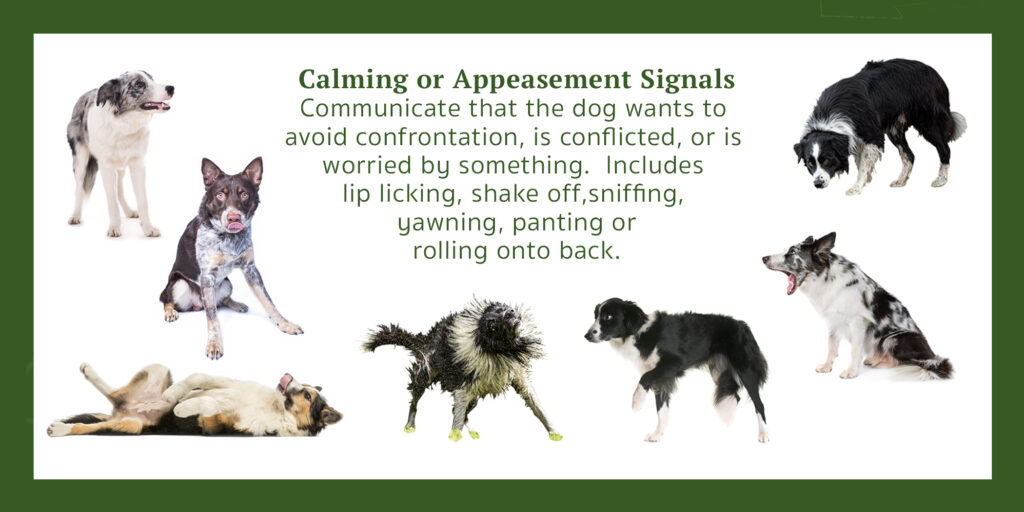 border collie calming signals