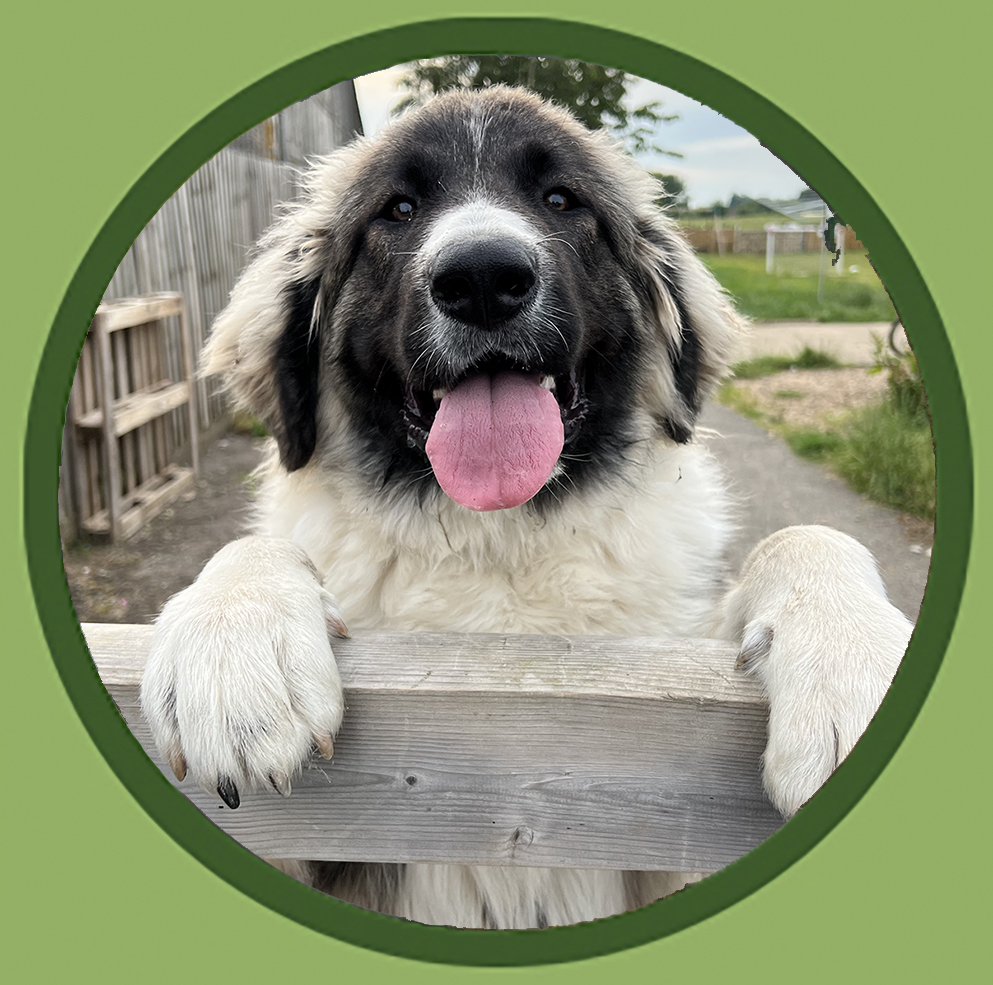 caucasian shepherd training