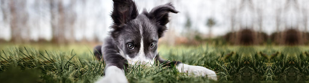 border collie training