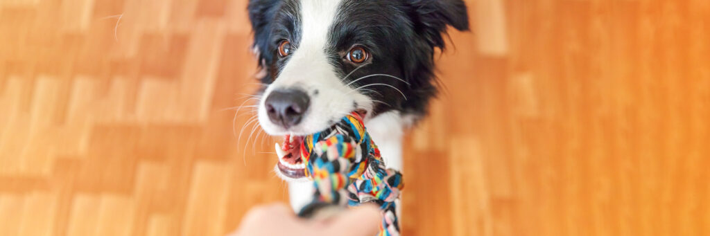 Playful border collie