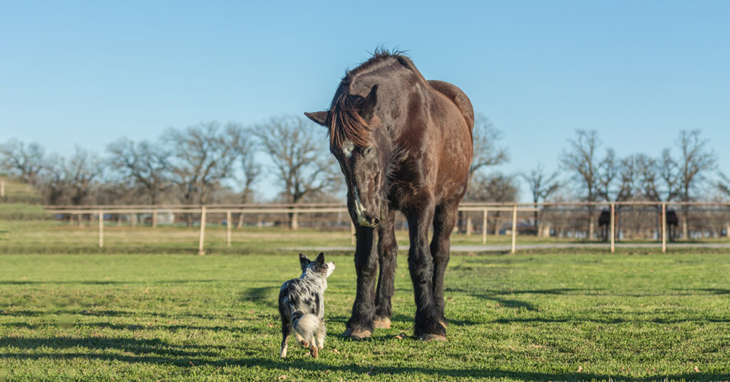 stop border collie barking at horses