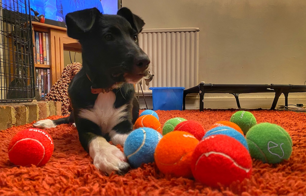 Great winter game for border collies