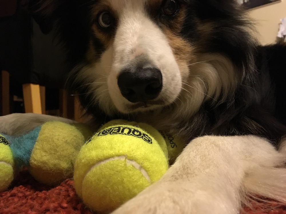 Winter game for border collies