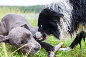 border collie aggression - attacking another dog