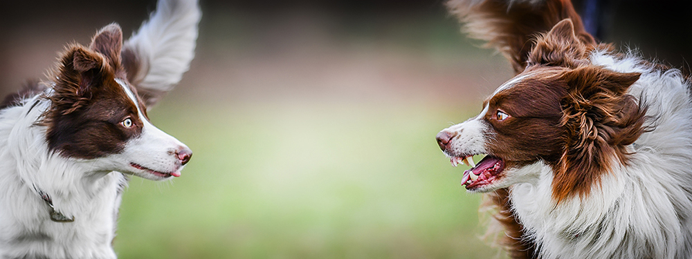 border collie aggression