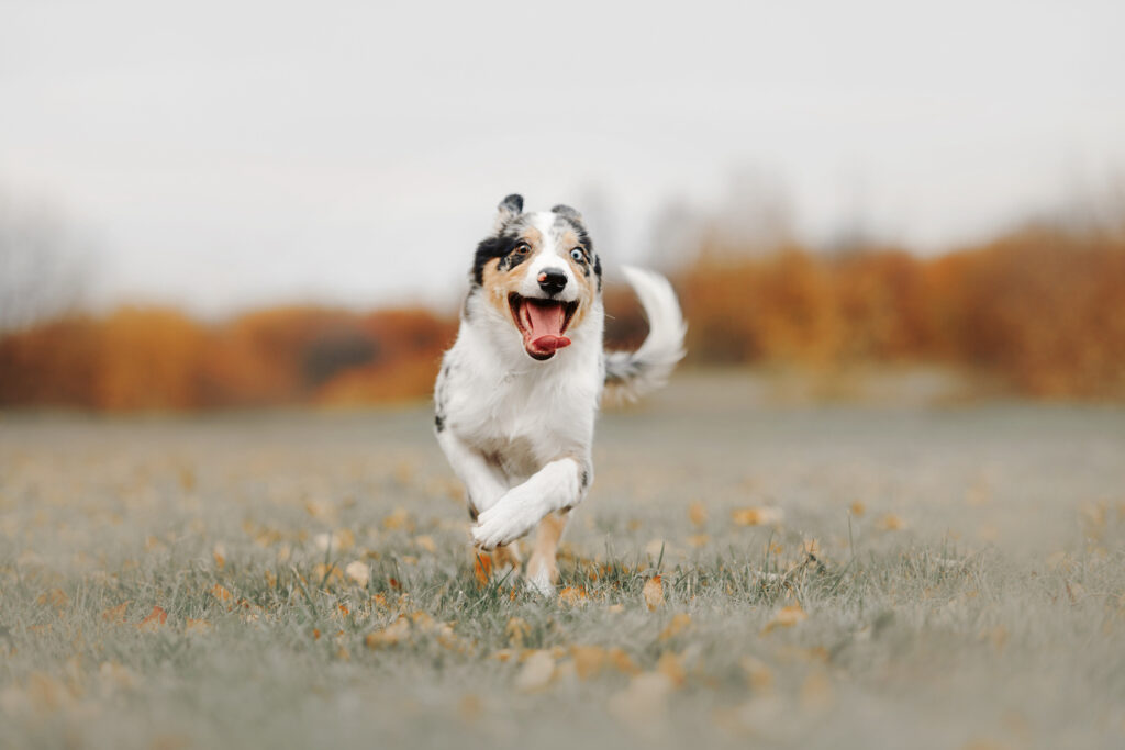 Why is it important to manage arousal in dogs?