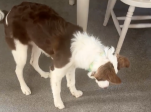 shadow chasing border collie