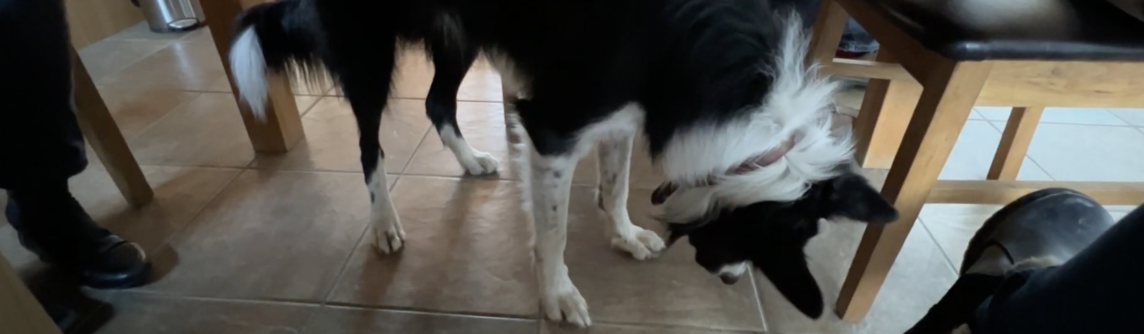 border collie shadow obsession