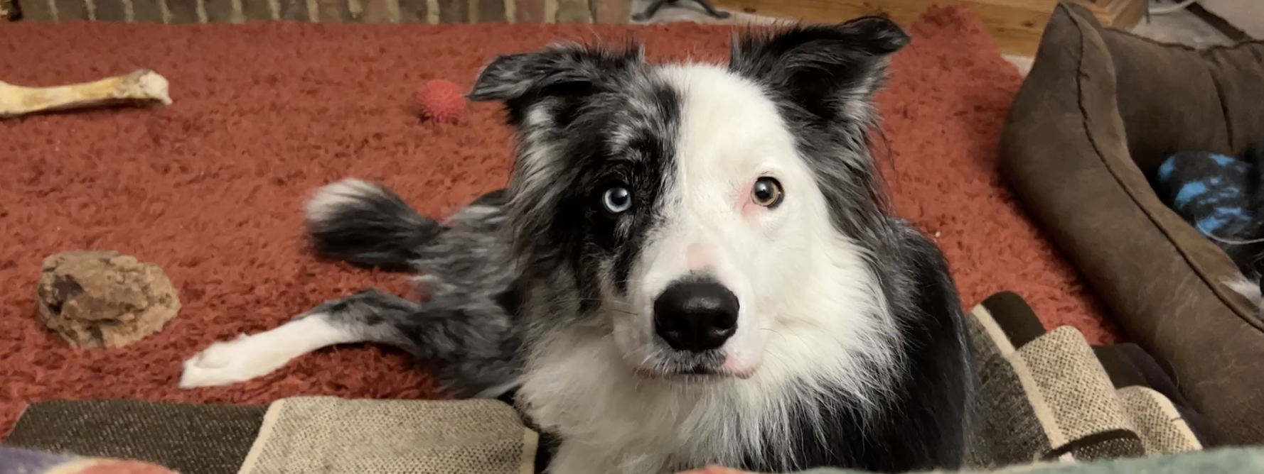 dominant border collie