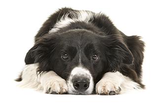 Border collie training - lying down