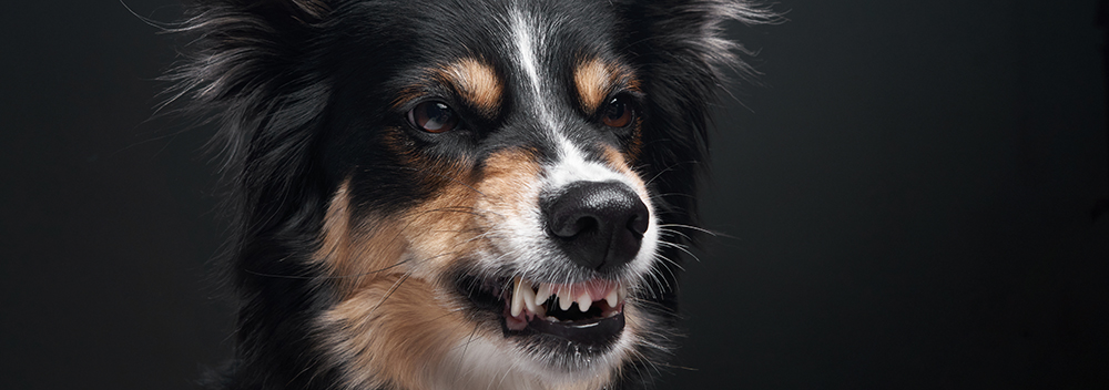 border collie aggressive behaviour