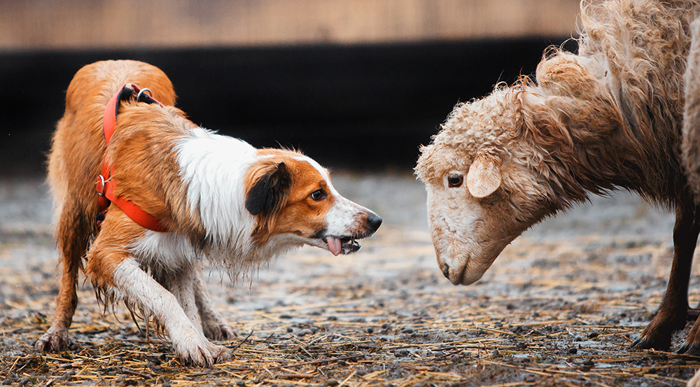 border collie suddenly nipping