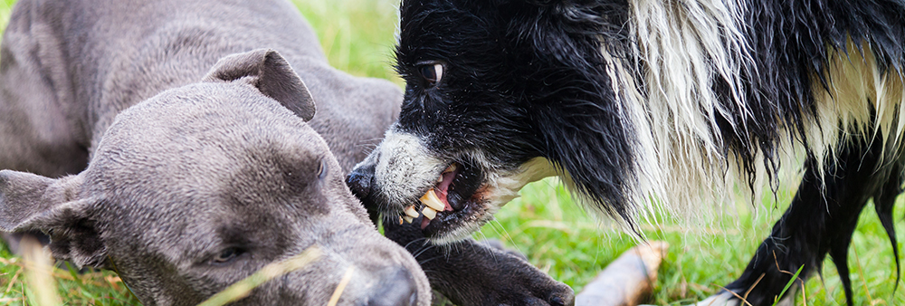 border collie suddenly aggressive