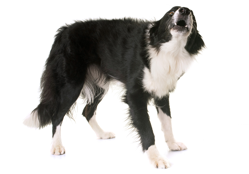 Border collie guarding store behavior