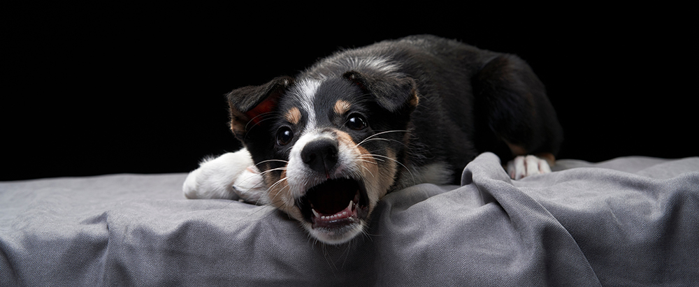 frustrated border collie puppy