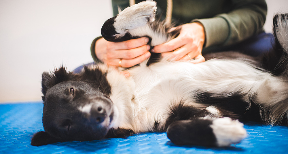 Aggressive border hot sale collie