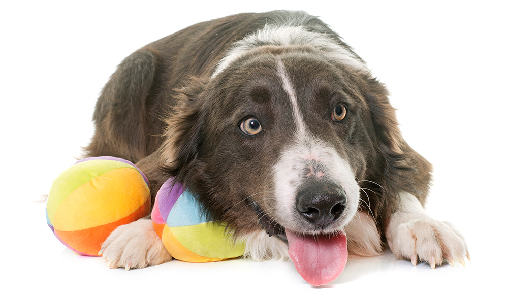 border collie suddenly resource guarding