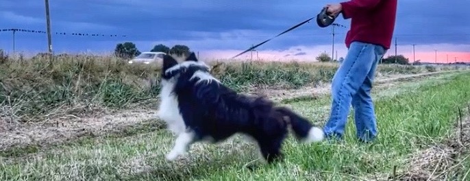 border collie chasing cars