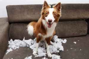 Adolescent border collies