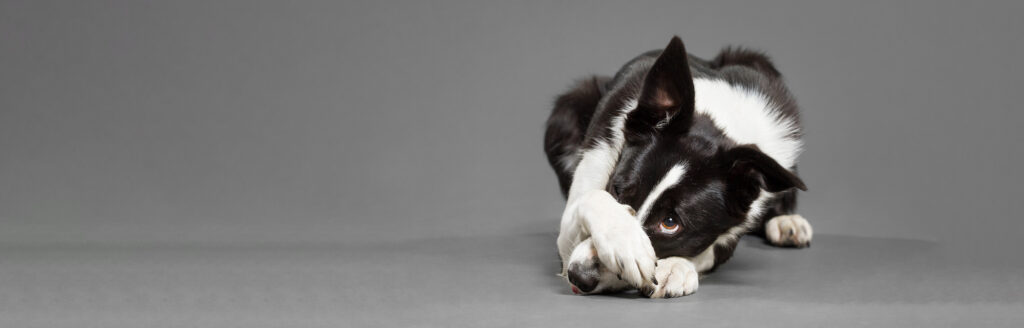 Border collie adolescence