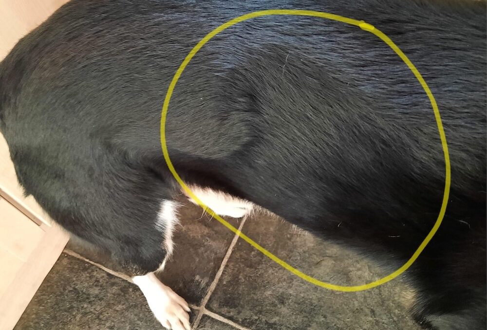 Hip issues in border collies