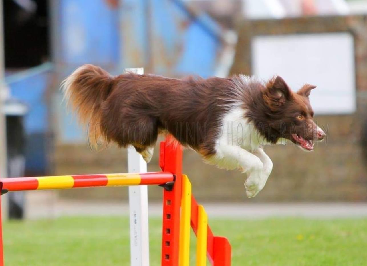 border collie with hip pain