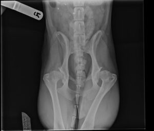 Xray showing hip dysplasia in a border collie