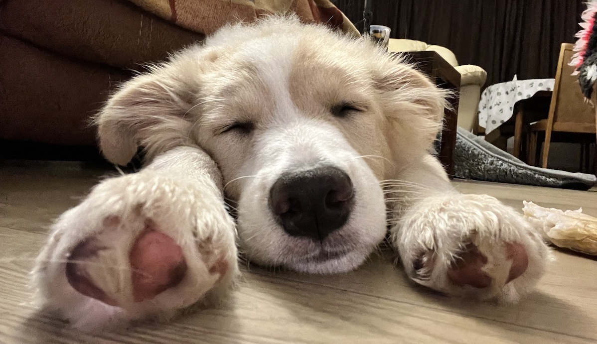 Border collie puppy - 16 weeks