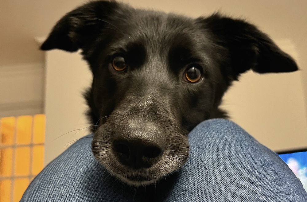 border collie trigger stacking - flo