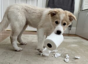 border collie guarding behaviour